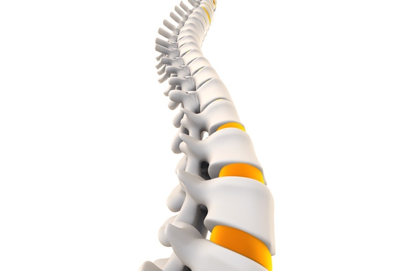 An illustration of a skeletal spine