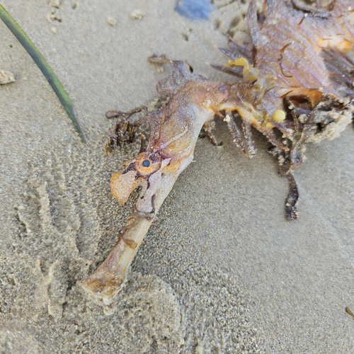The body of a Leafy Sea Dragon lies on the beach during an algal bloom
